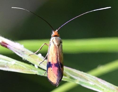 Réf. 359 667 : Nemophora albiciliellus